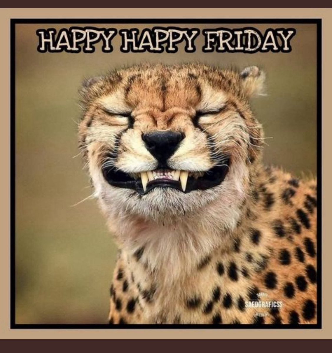 CHS HORNED TOADS tweet media