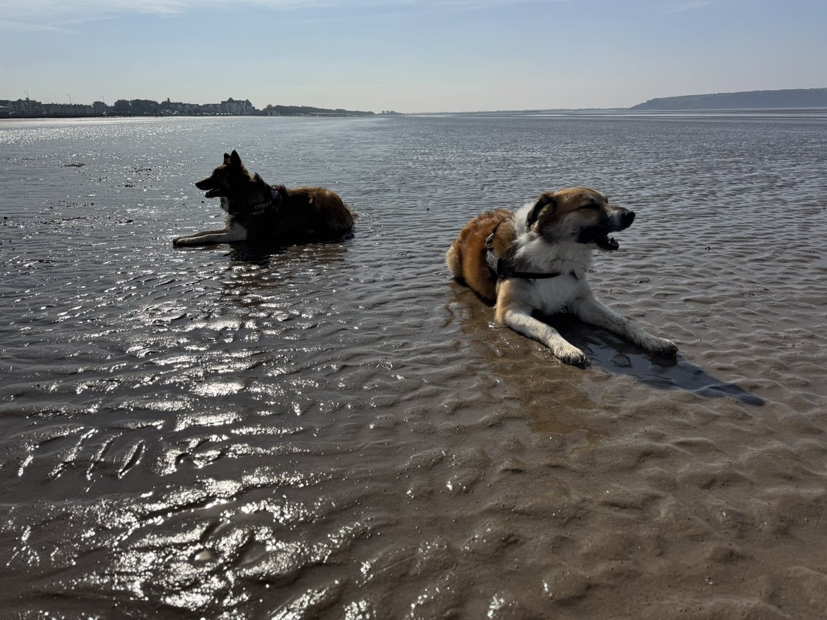 💂🏻‍♀️👋🏻вєαя🍻🇬🇧™ tweet media