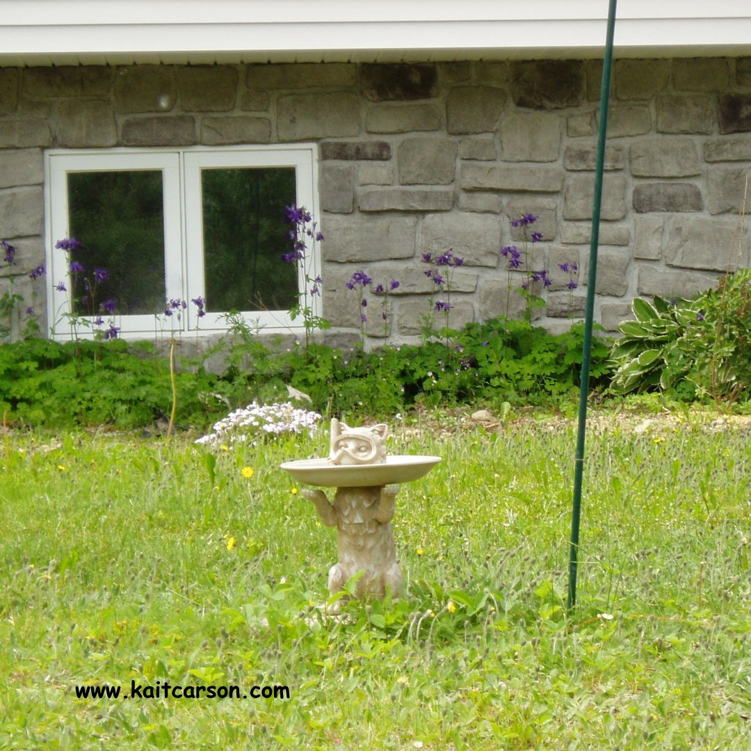 Kait Carson tweet media