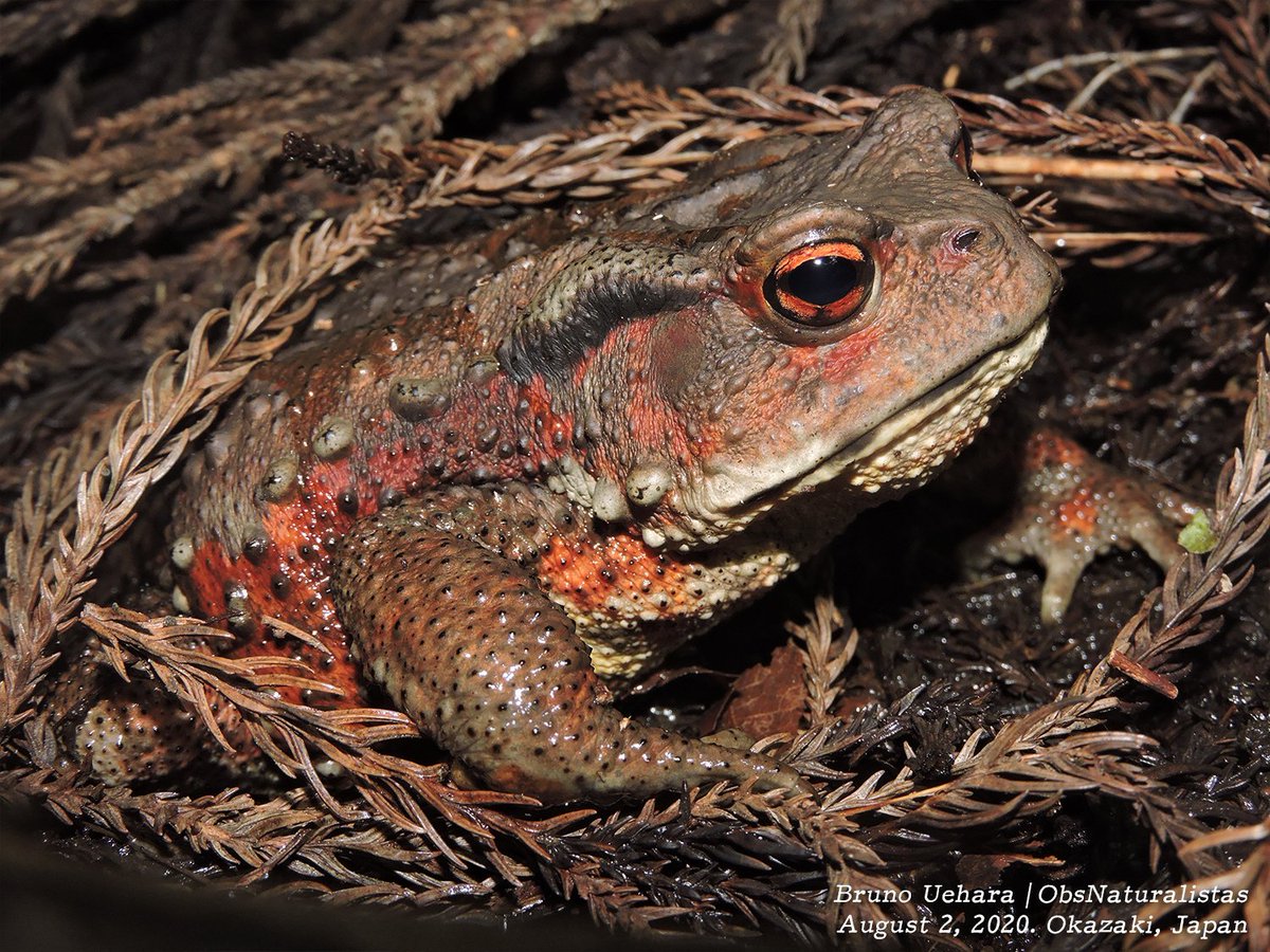 ObsNaturalistas's tweet photo. Hoje (20/03) é o dia mundial dos sapos!
Bora compartilhar nossos registros? 🐸

Eles estão hoje entre os animais mais propensos a "irem pro brejo" e infelizmente não é no bom sentido. Enfrentam perda de habitat, poluição e até um tipo de 'pandemia' própria os dizima! 🤧 https://t.co/Q4EwxbyfO7