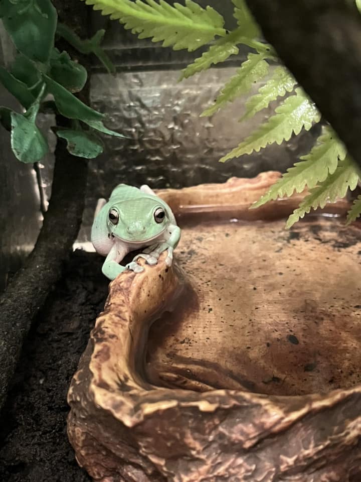 ZooLabUK tweet media