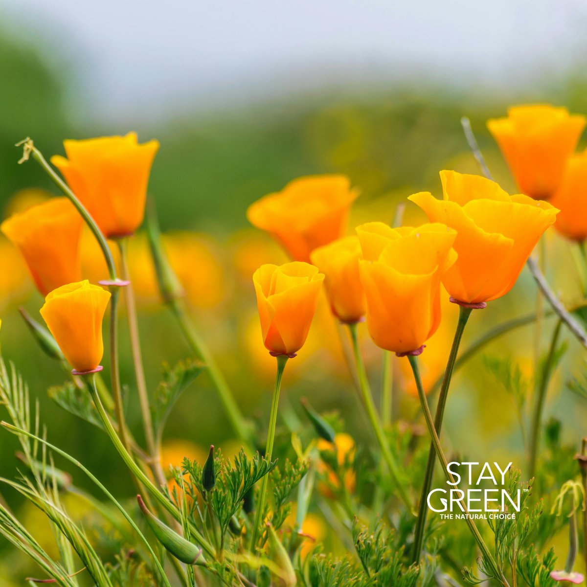 Stay Green tweet media