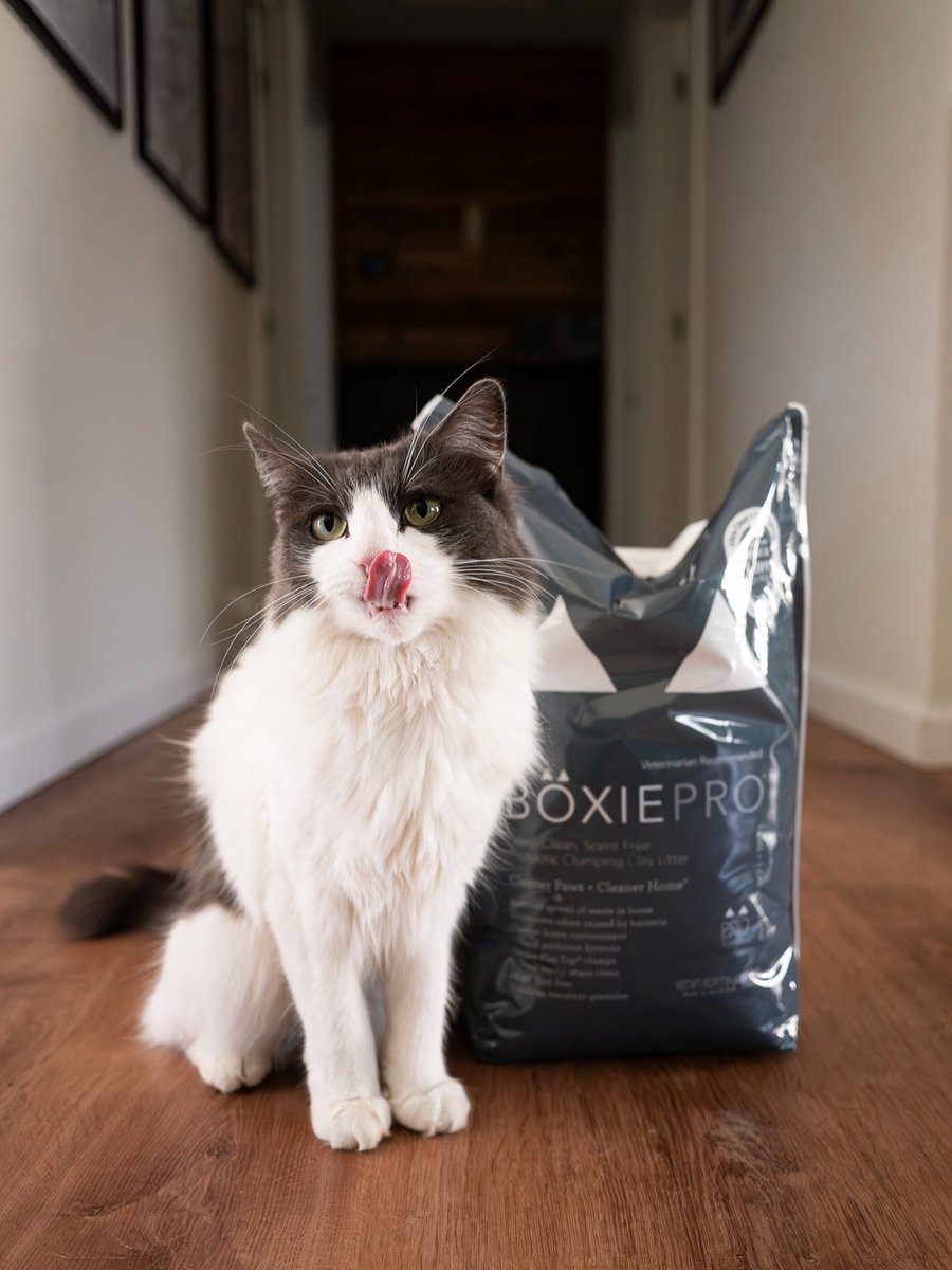 Boxiecat tweet media