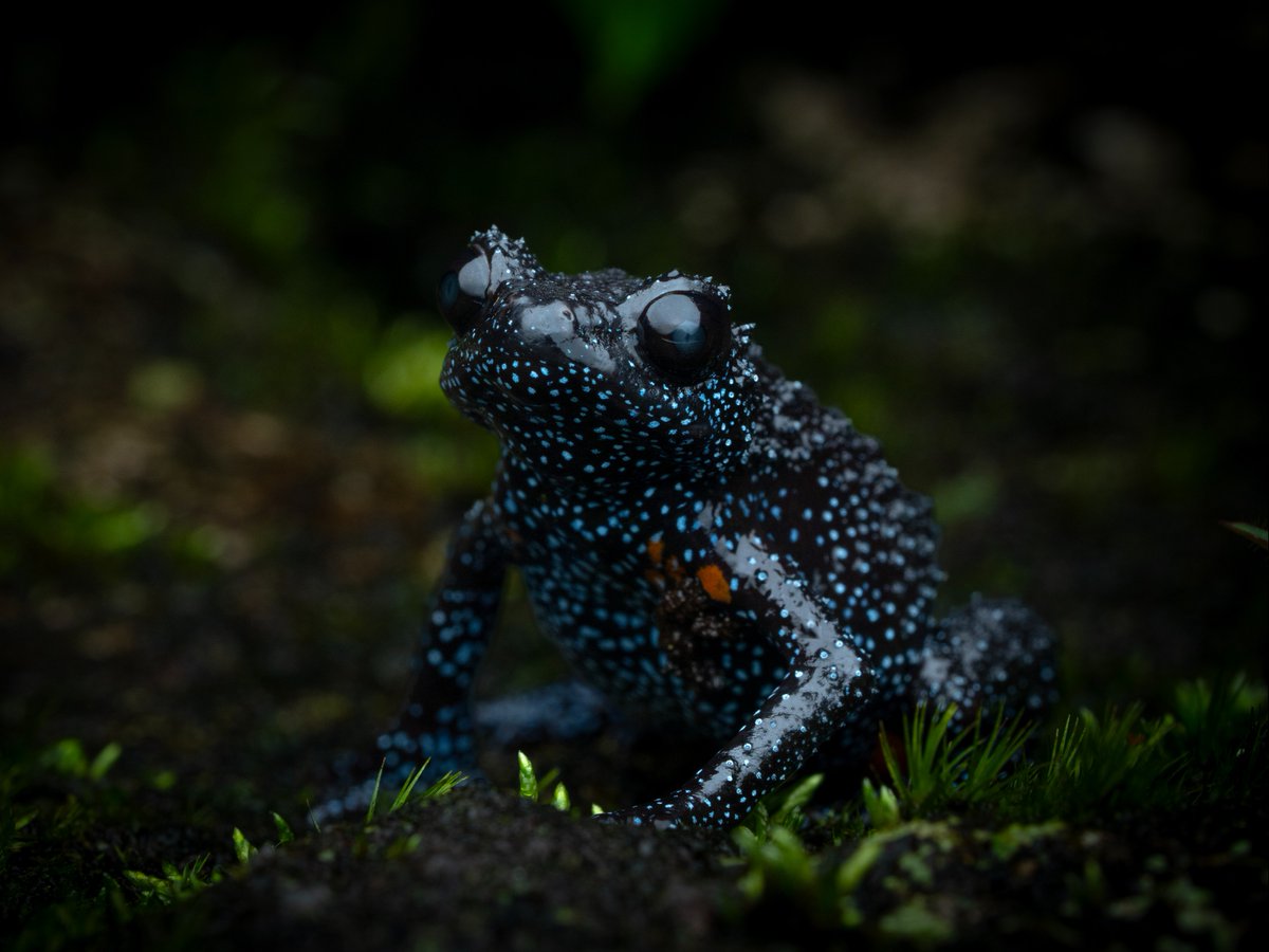 Discovery tweet media