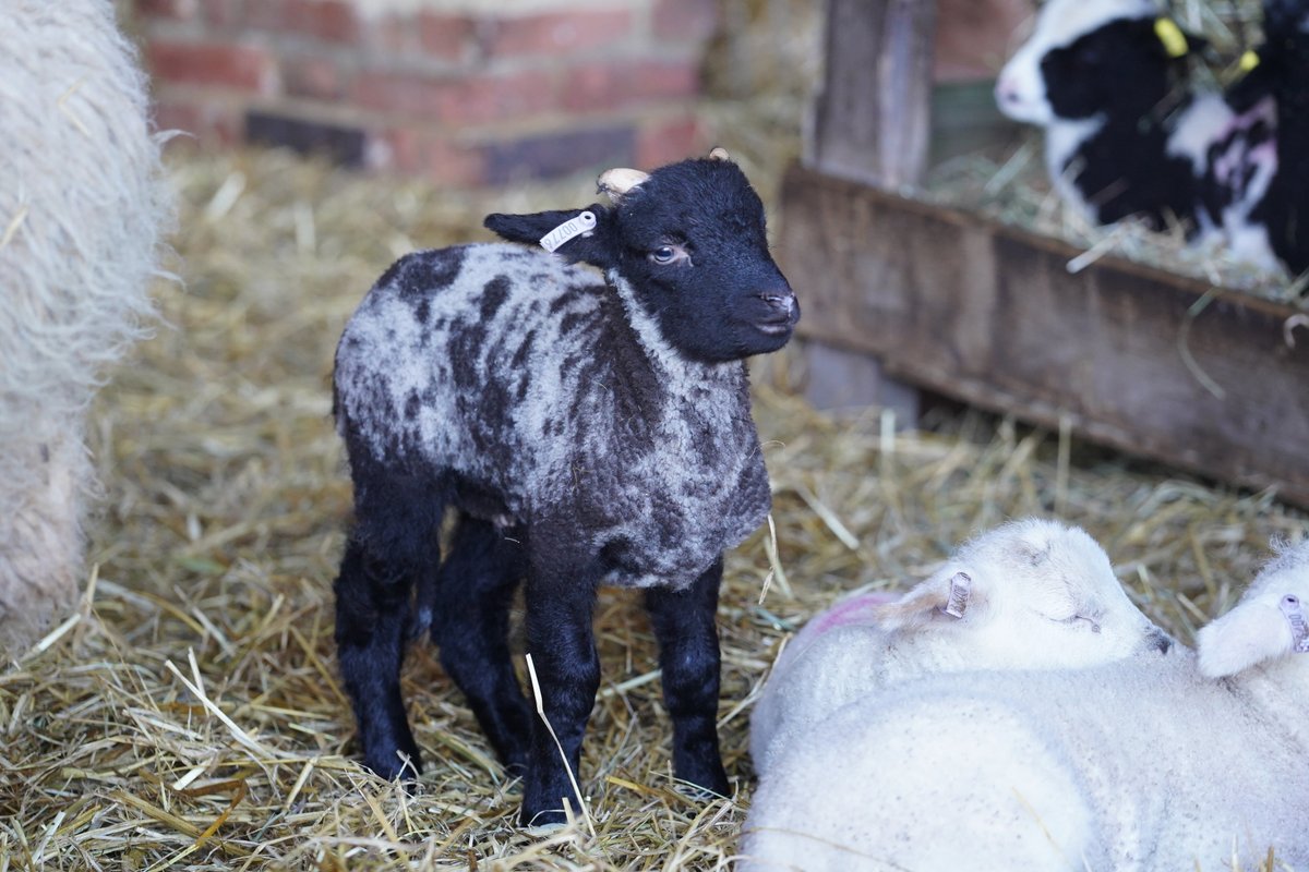 Capel Manor College tweet media