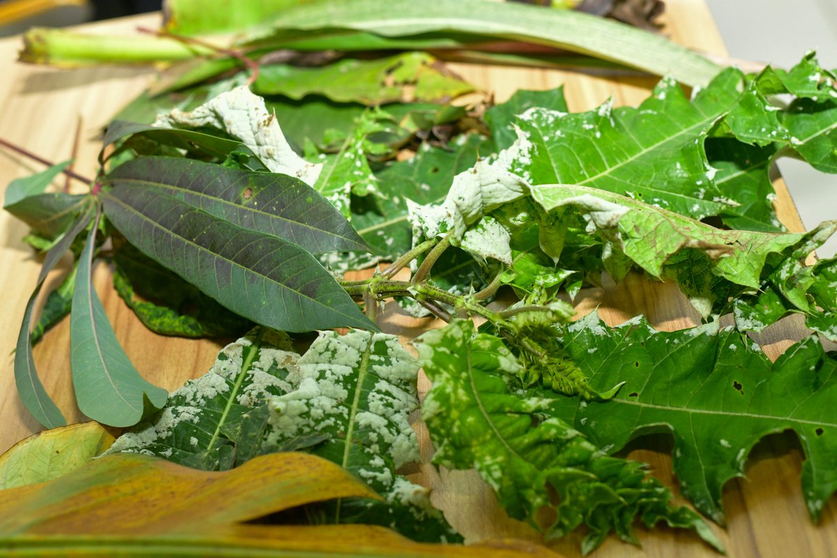 Uganda Climate Smart Agric Transformation Project tweet media