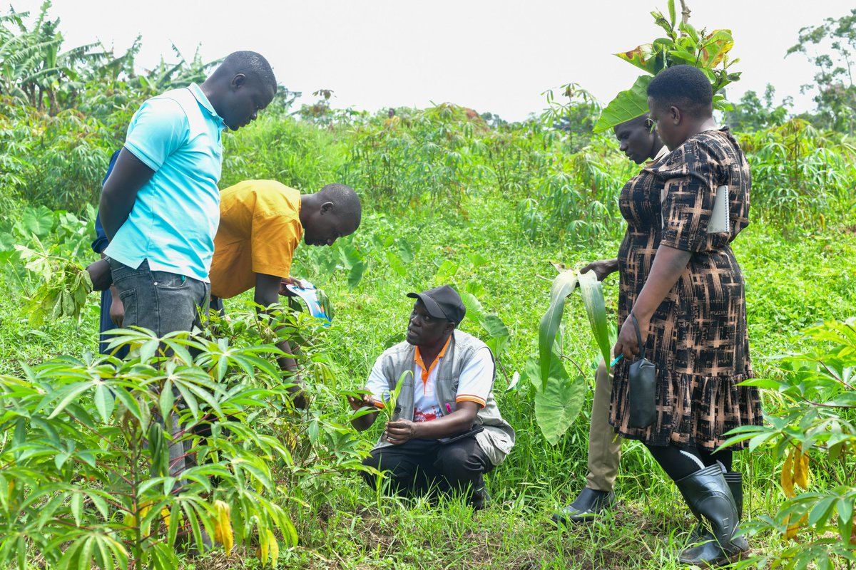 Uganda Climate Smart Agric Transformation Project tweet media