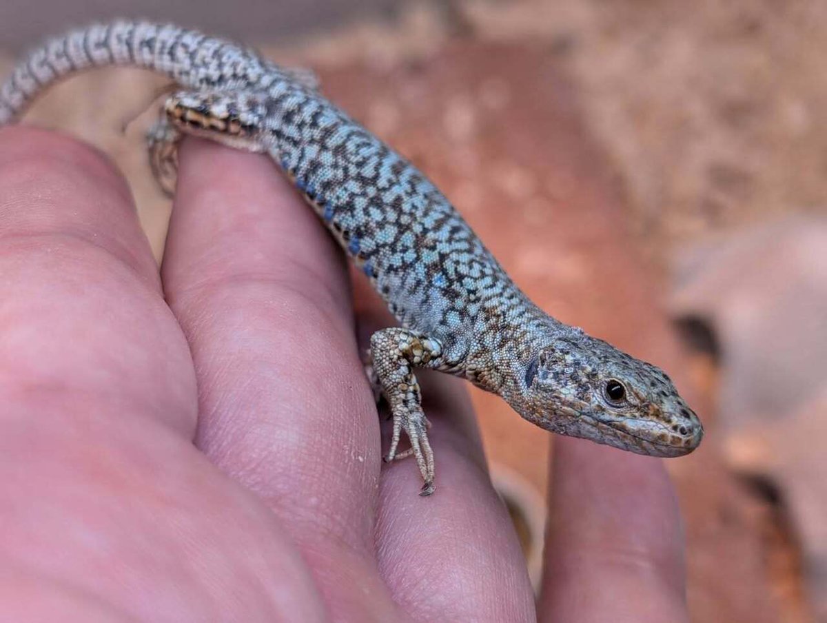 CANDLE ハタノ tweet media