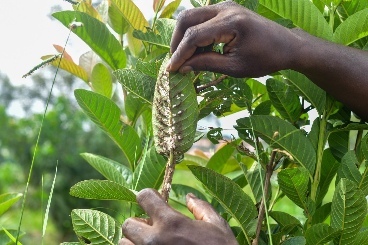 Uganda Climate Smart Agric Transformation Project tweet media