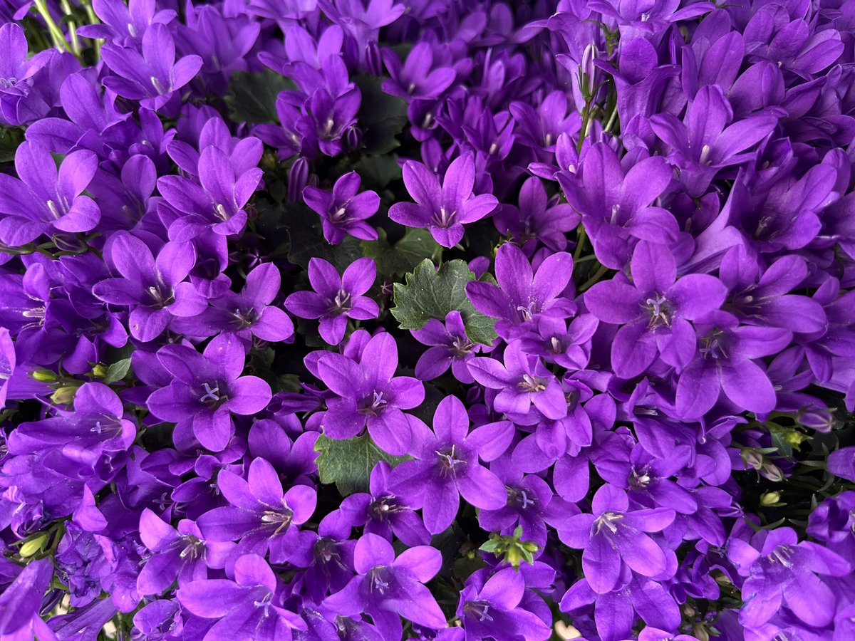 Master Nursery® Garden Centers tweet media