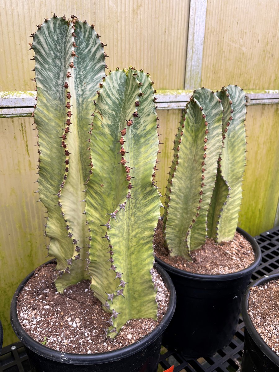 Master Nursery® Garden Centers tweet media