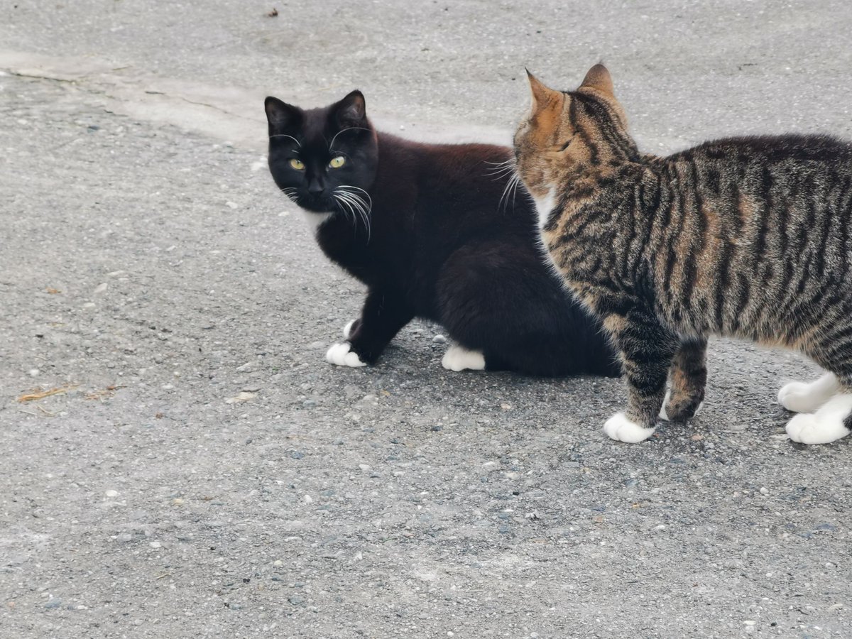 Spring is here and the cats are even wilder. Liz the black cat is in heat, and all reason has left her pretty head.