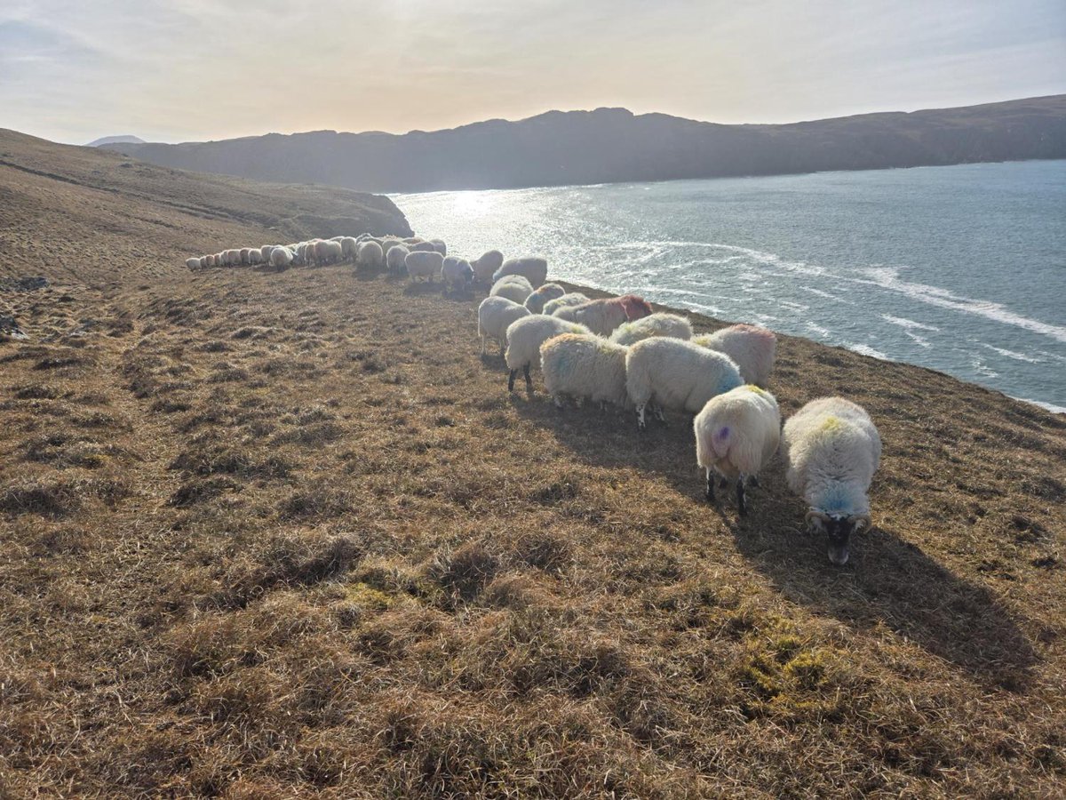 scottishfarmer's tweet image. READERS PICS | 📷 Feeding twin bearing in Uig, Lewis

🚨 Send us your story or picture here: thescottishfarmer.co.uk/send-us-your-n… and it could appear online 💻

READER PICS WALL OF FAME | thescottishfarmer.co.uk/multimedia/pho…

#readerspics #farming #scottishfarming #agrisculture