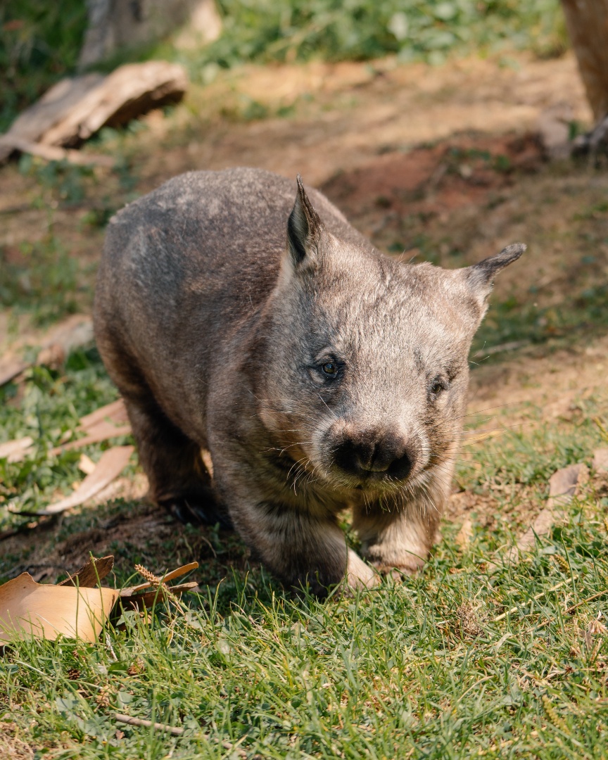 Longleat tweet media