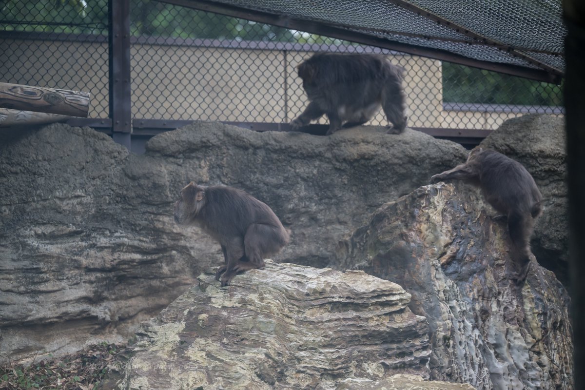 いぬさん (Dear_nephew_Gobo) tweet media