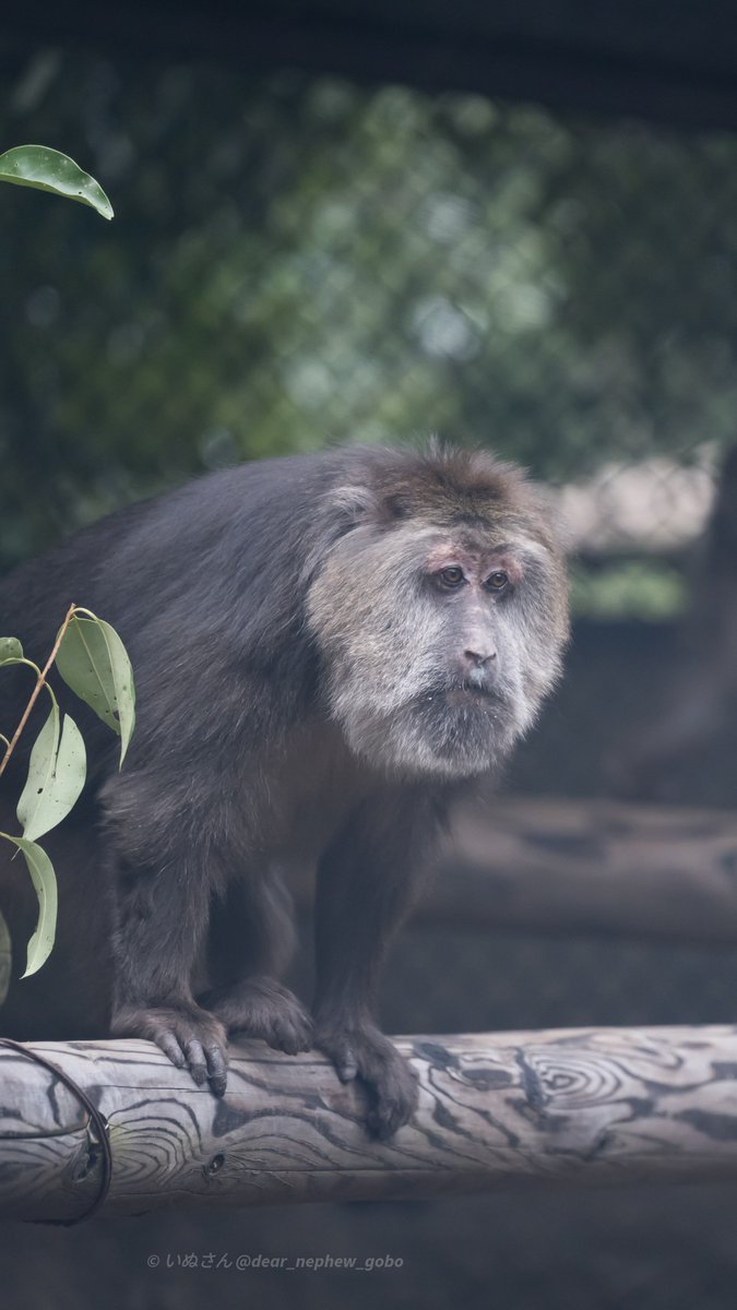 いぬさん (Dear_nephew_Gobo) tweet media