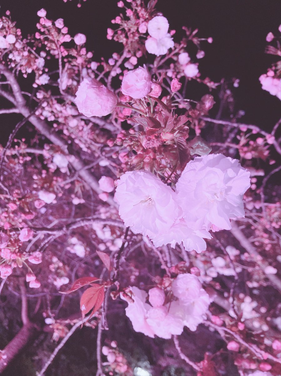 Maika【Little*Spica】 tweet media