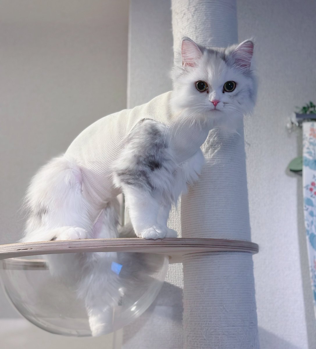 ぽんるぴ。ふぃお。 tweet media