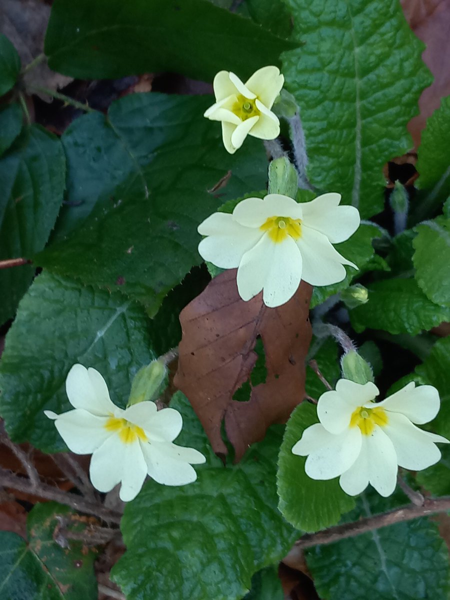 The Tourette's in my head tweet media