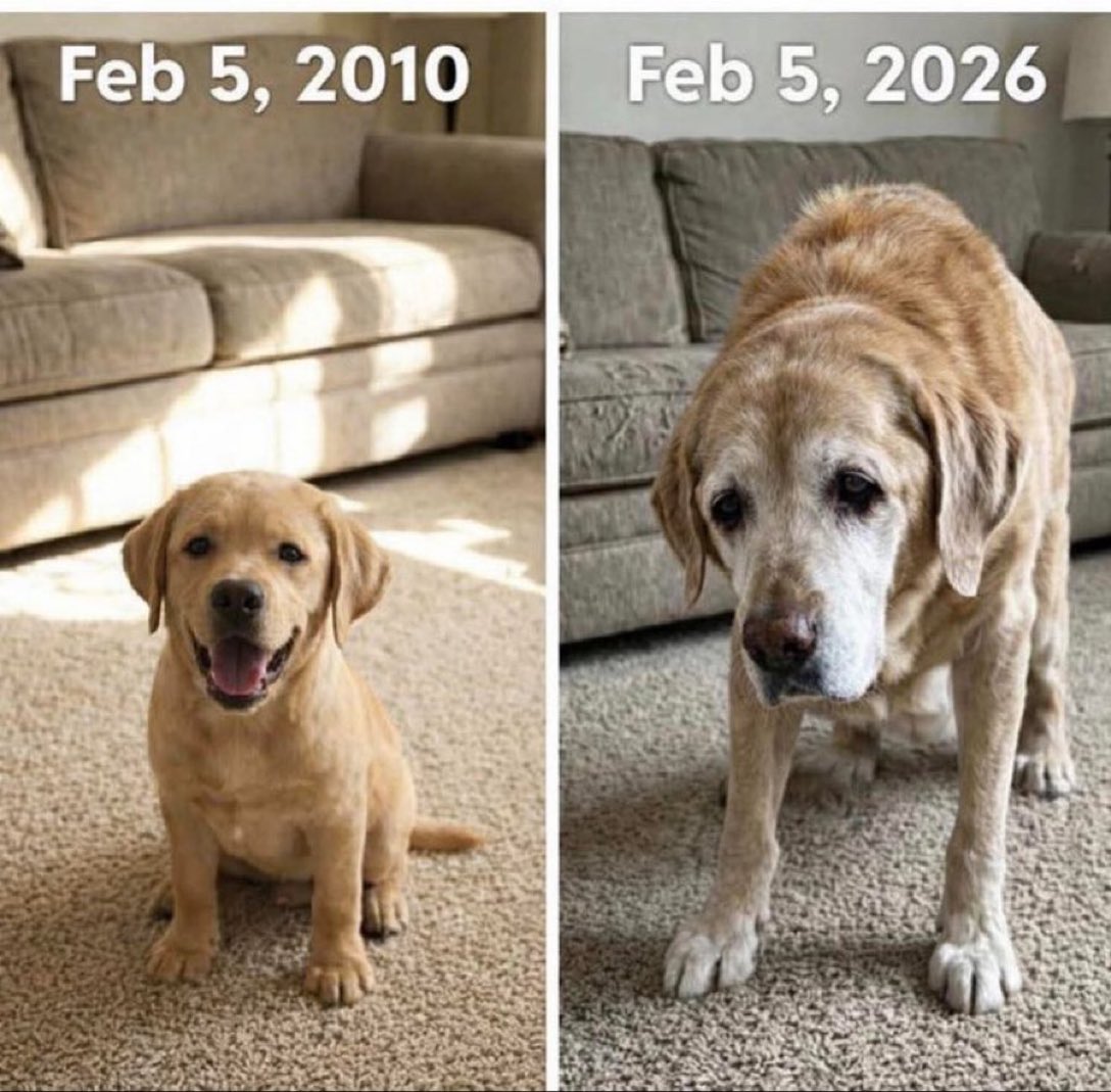 Puppies 🐶 tweet media