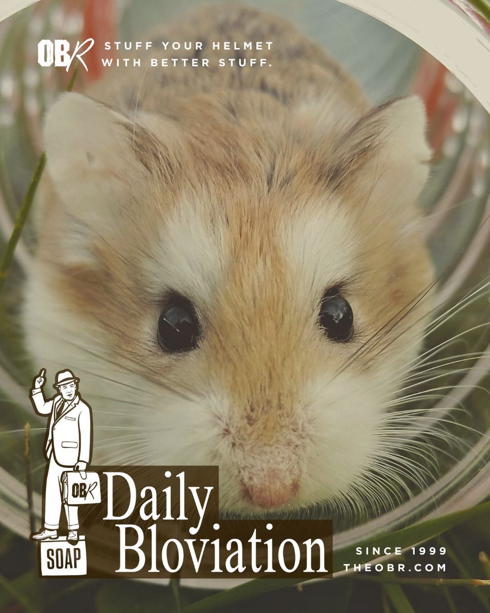 Orange and Brown Rpt tweet media