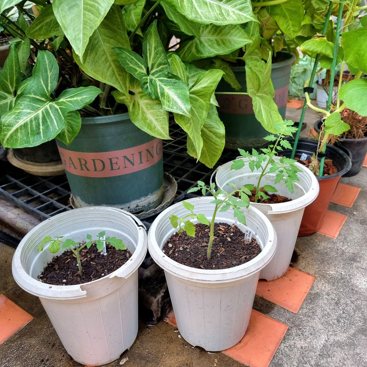 Shizen.Handmade 🌻 tweet media