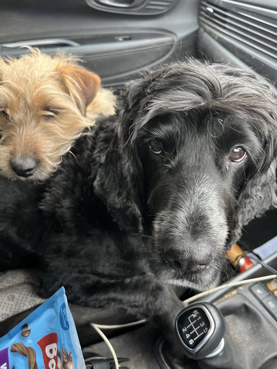 Missing Pets GB tweet media