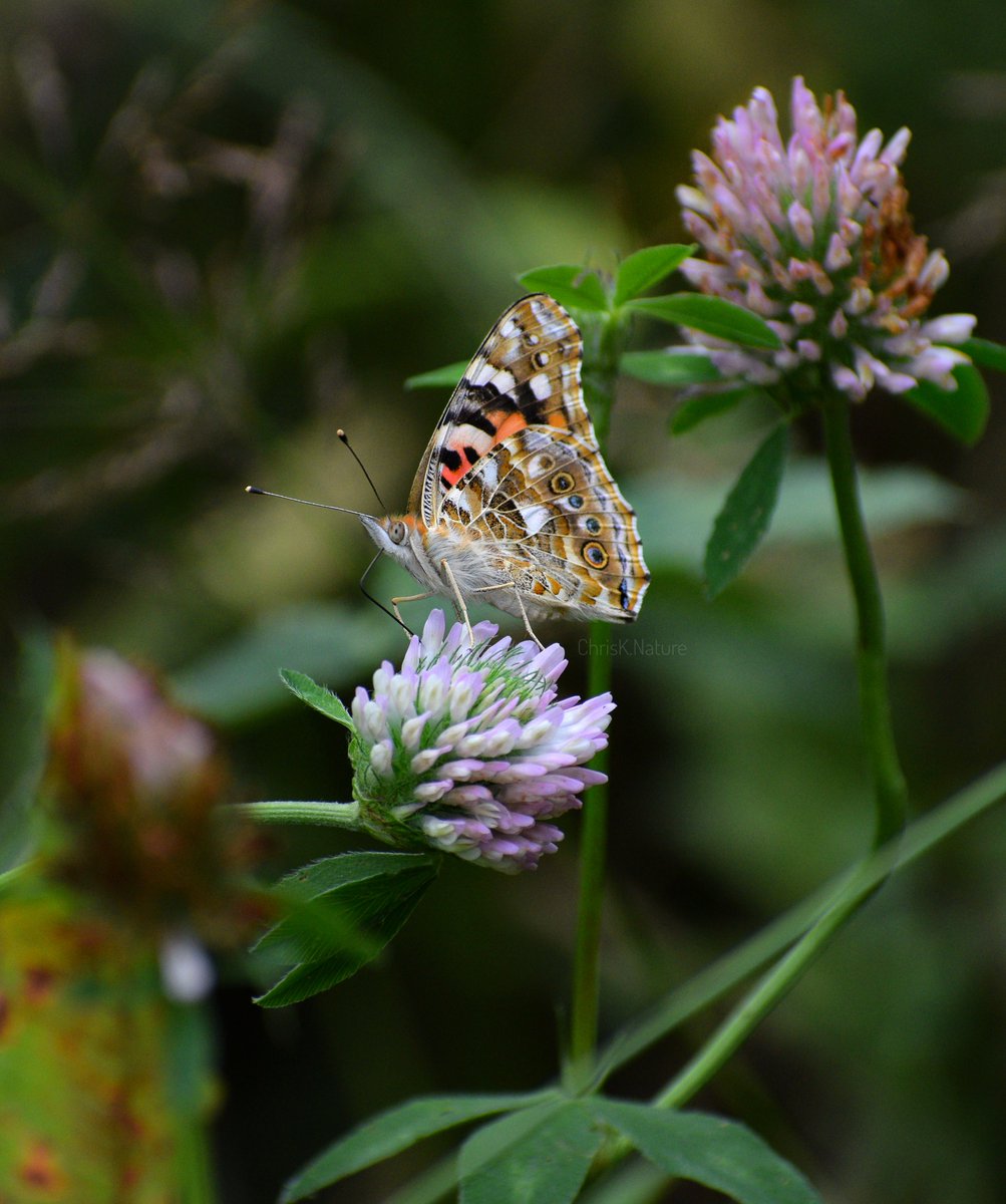 chrisk_nature's tweet image. Painted Lady Butterfly
- very rare around here. The only one spotted last year after several years absence...and yet this whole meadow was mown to ground level at peak bloom time within the following week ☹️🤬

#butterfly #insect #NatureBeauty #NatureVibes
#wildlife #wildflowers