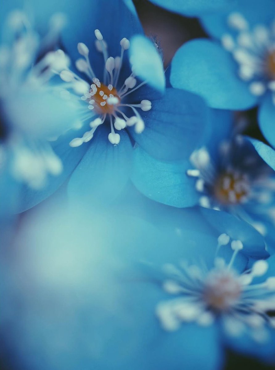 Monica AS tweet media