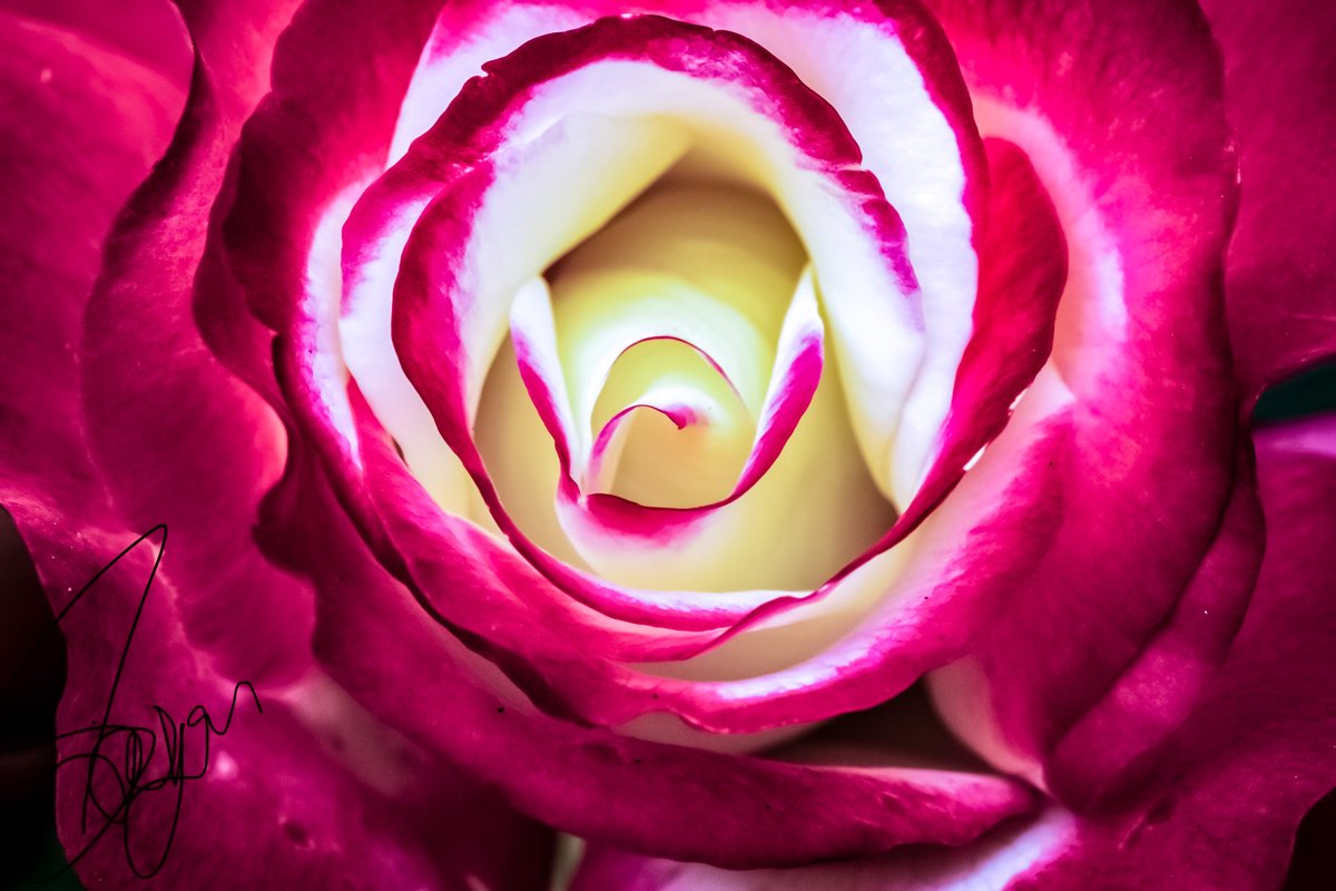 No_1BullshitGuy's tweet photo. “A flower does not think of competing with the flower next to it. It just blooms." – Koshin Ogui https://t.co/xrcUbPBmgX