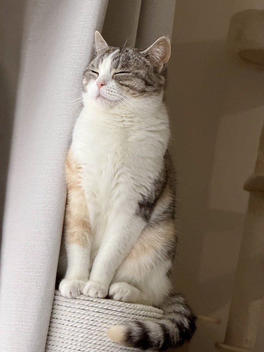 いろはるひ🐾 tweet media