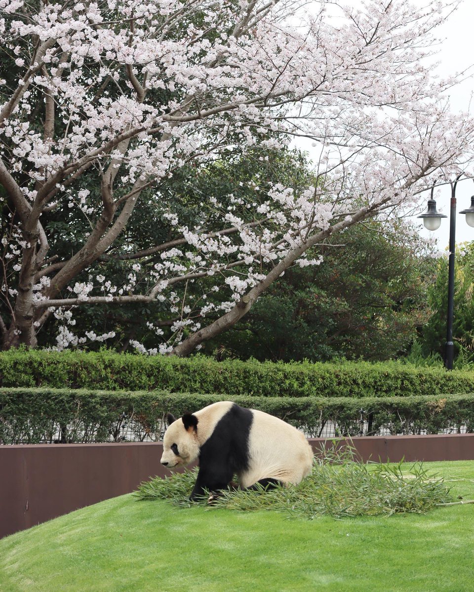 panda＿kuroshio tweet media