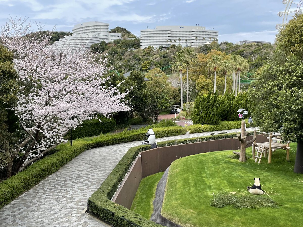 panda＿kuroshio tweet media