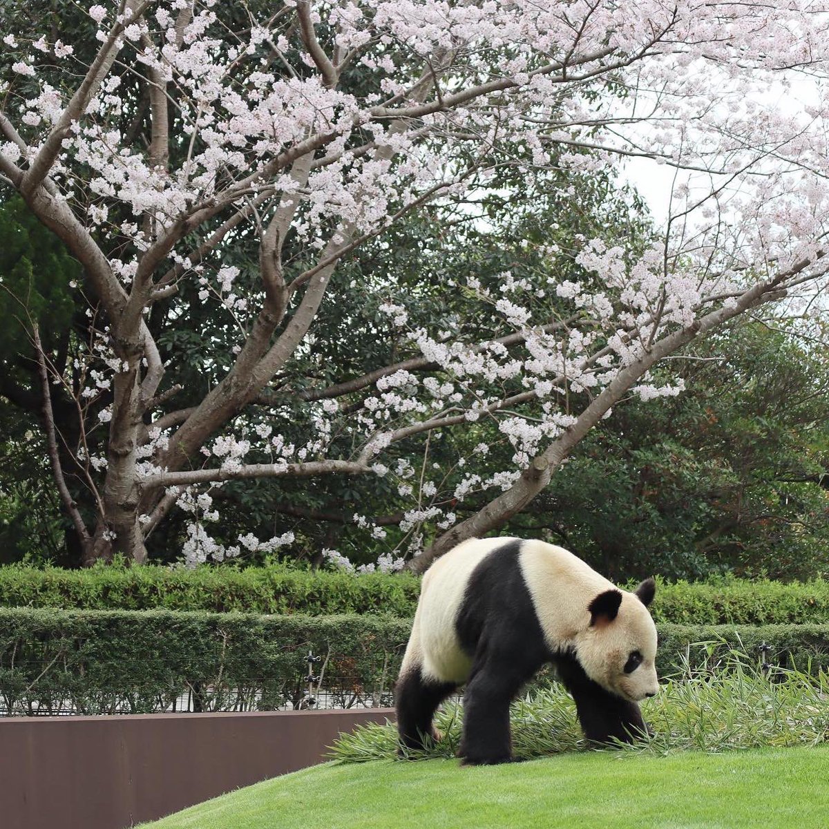 panda＿kuroshio tweet media