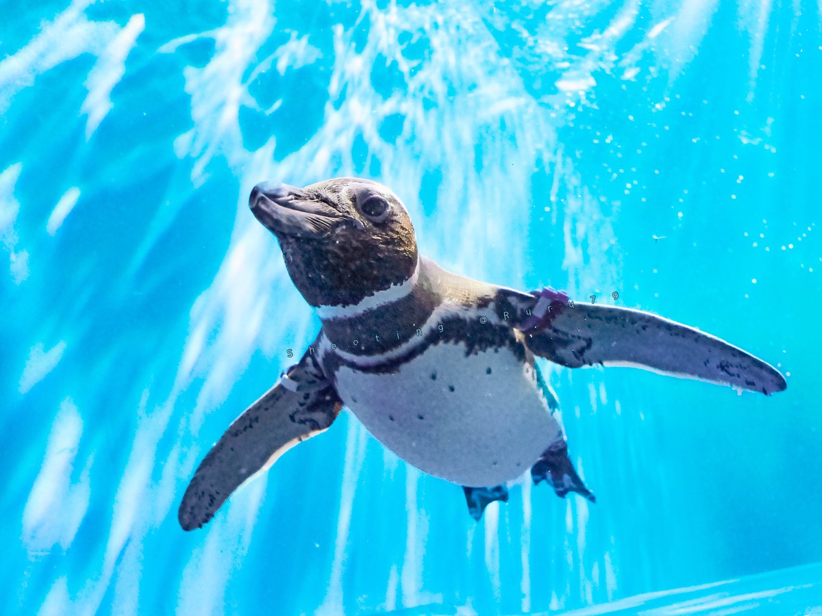 るるなっく tweet media