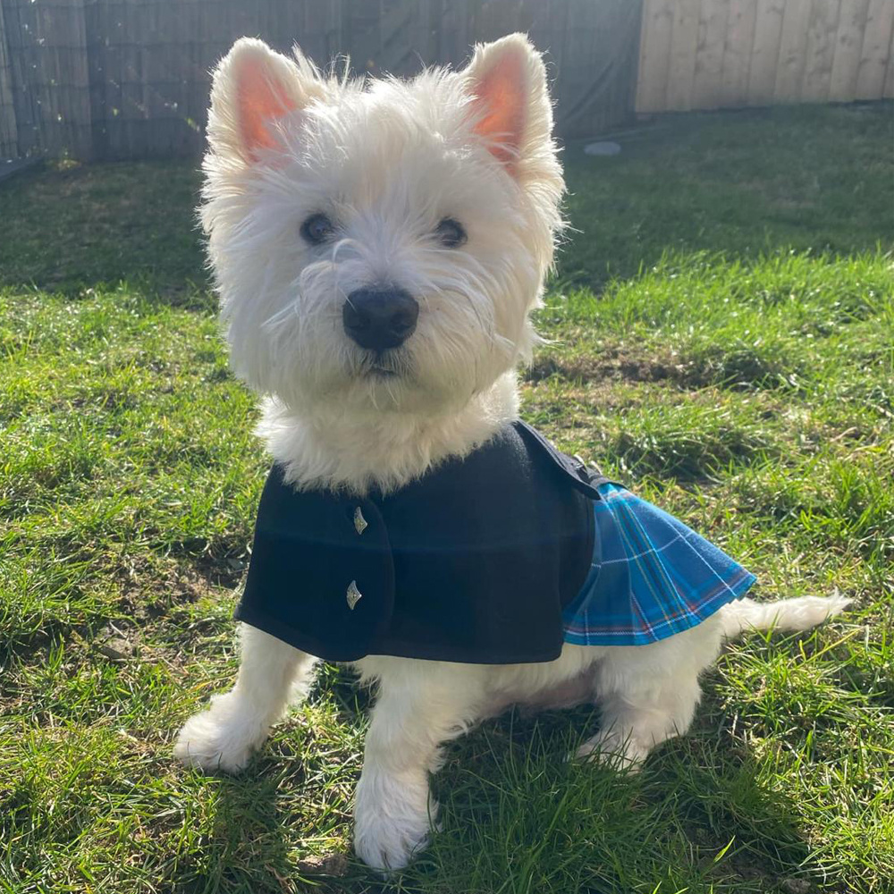 ScotlandShop tweet media