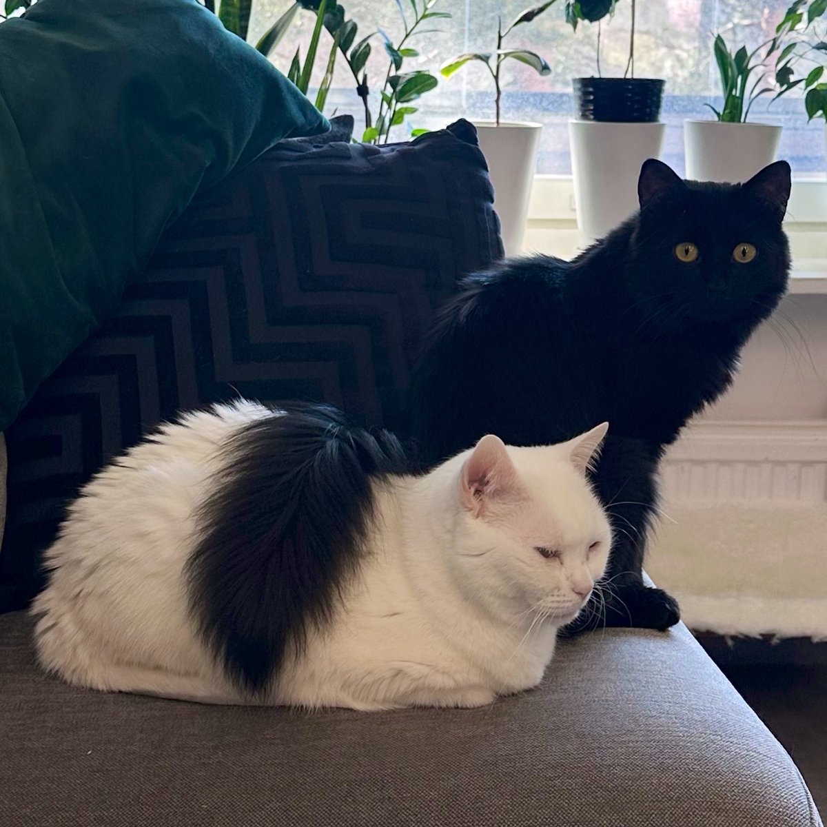 queen in the north tweet media