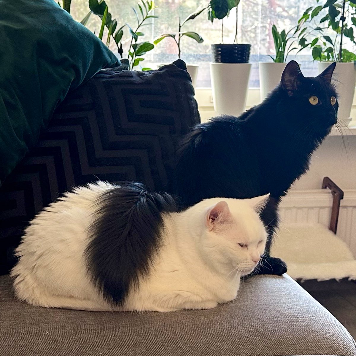 queen in the north tweet media