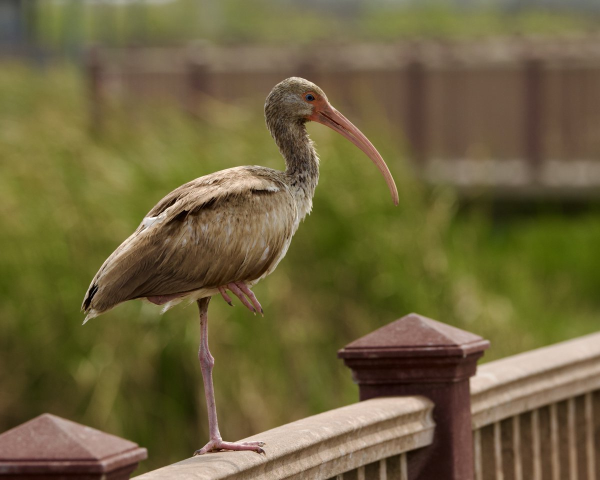 Candice Burke tweet media