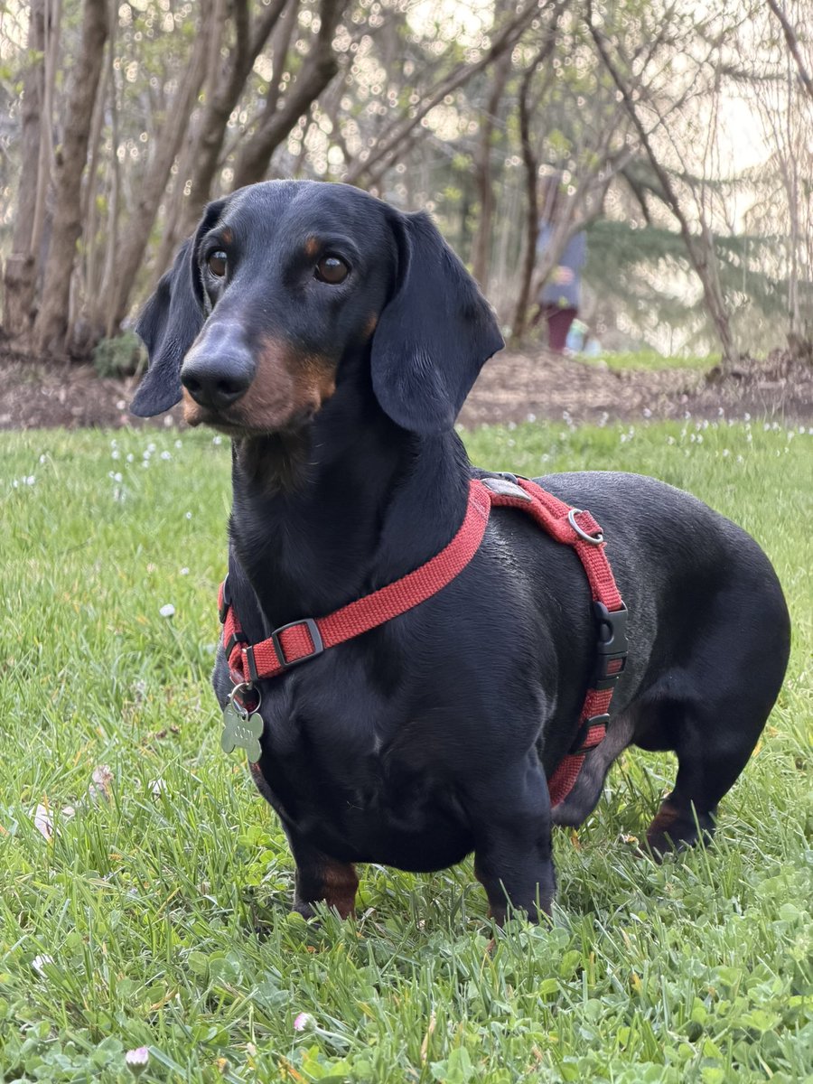 Daniel Borrego Escot 🐏 tweet media