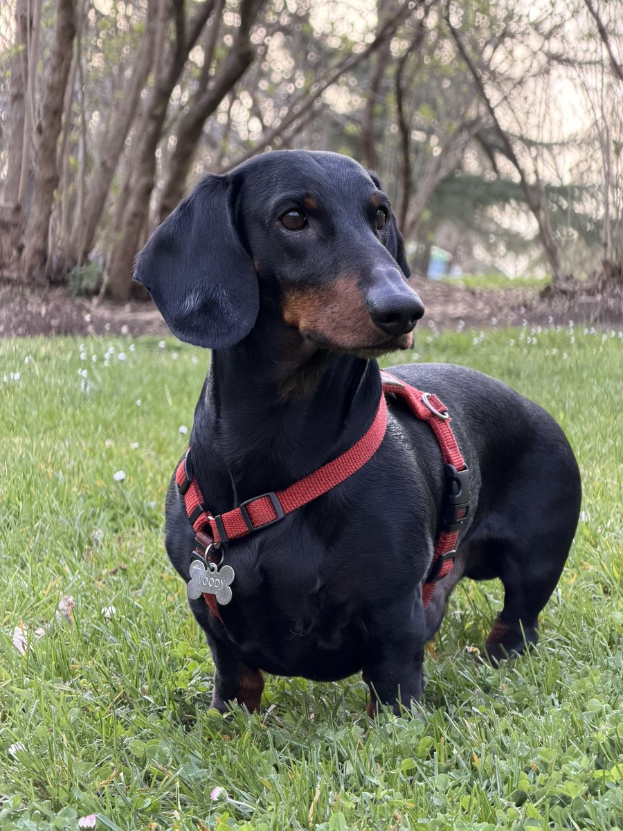 Daniel Borrego Escot 🐏 tweet media