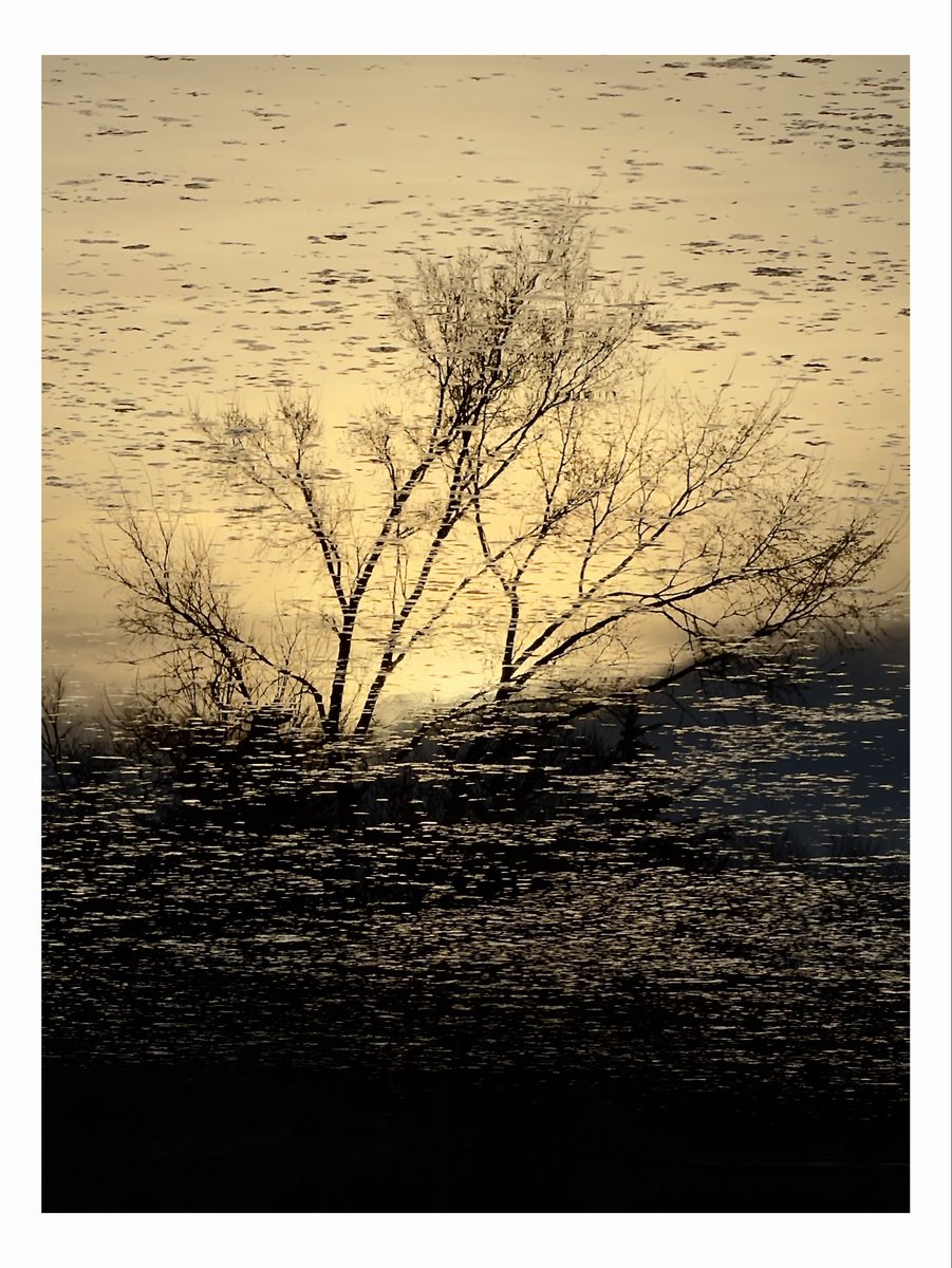 GingerSnapNft’s📸 tweet media