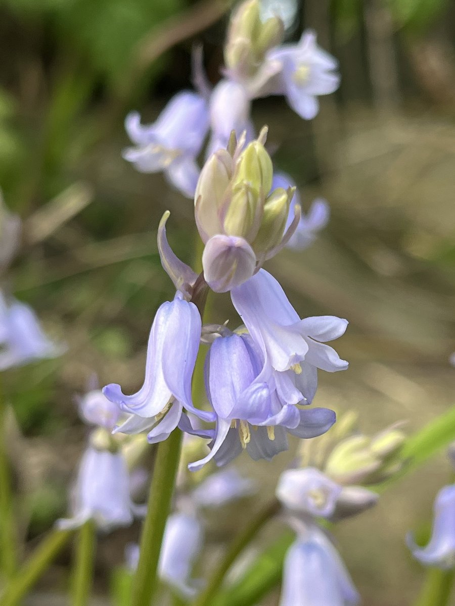 Cotswold Carp Farm Campsite tweet media