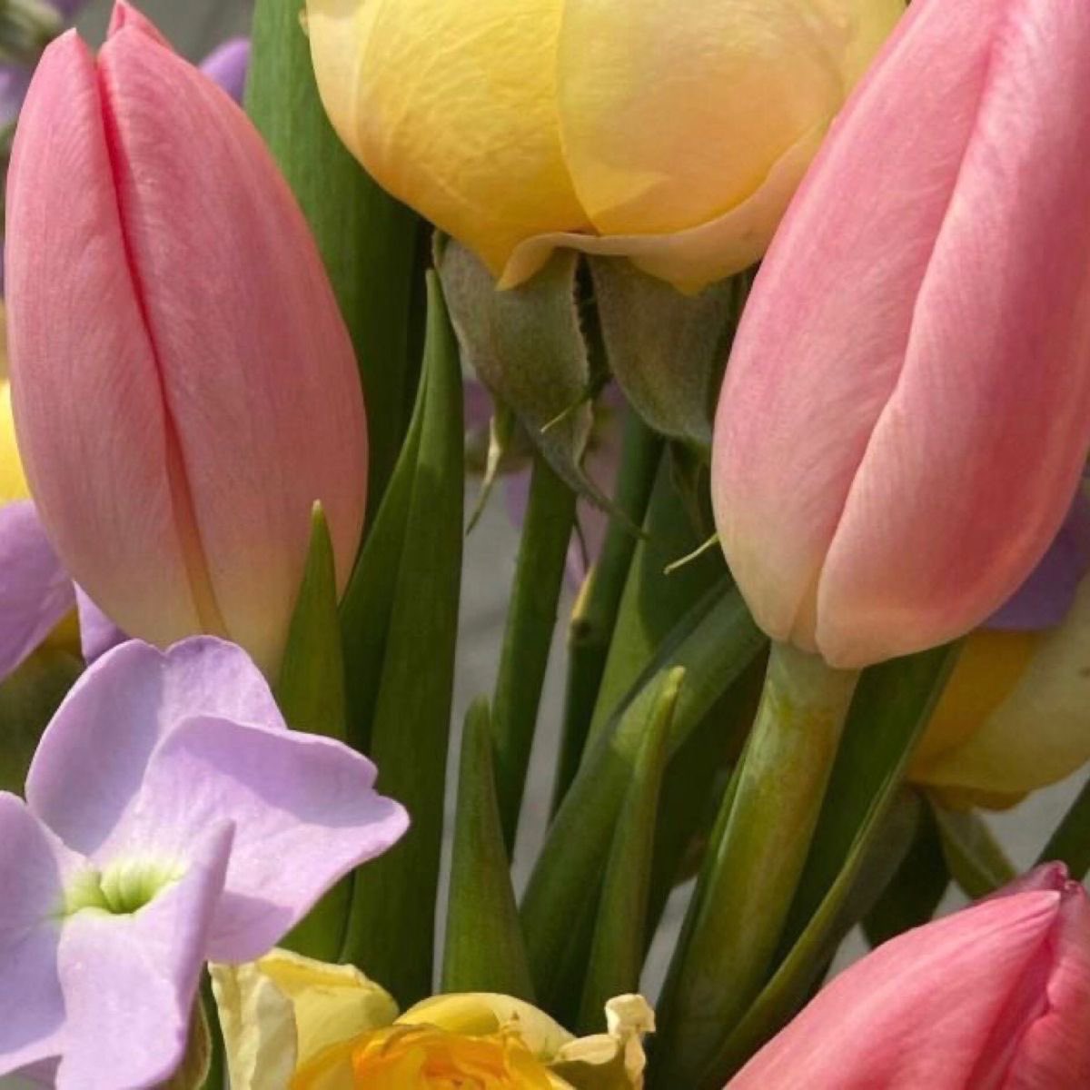 p˚୨୧⋆。🐈˚ ⋆ tweet media