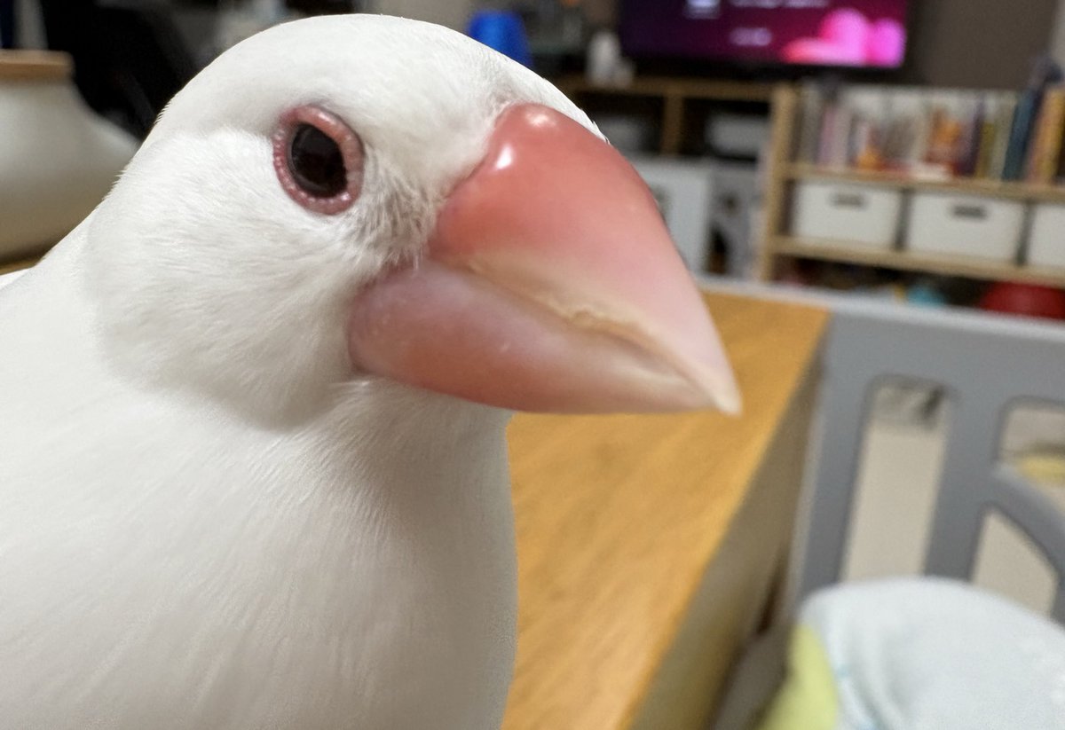 おいり tweet media