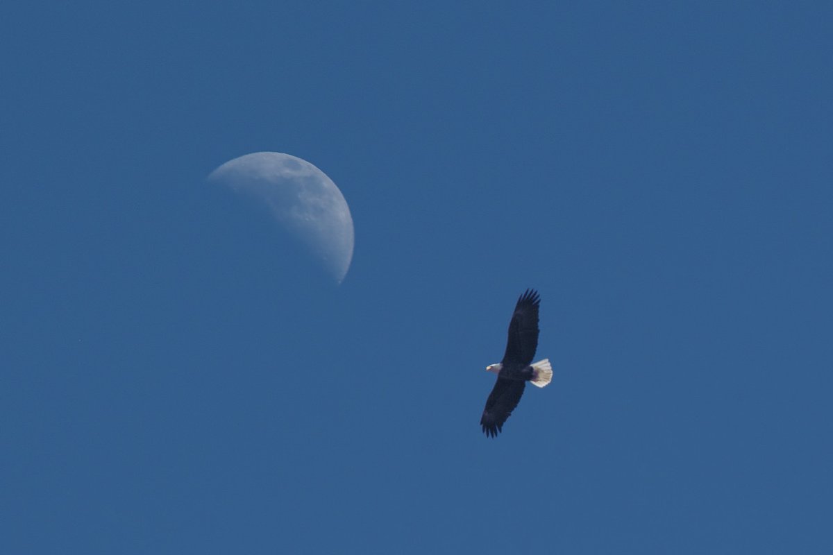 EricTheCat 🇺🇸 tweet media