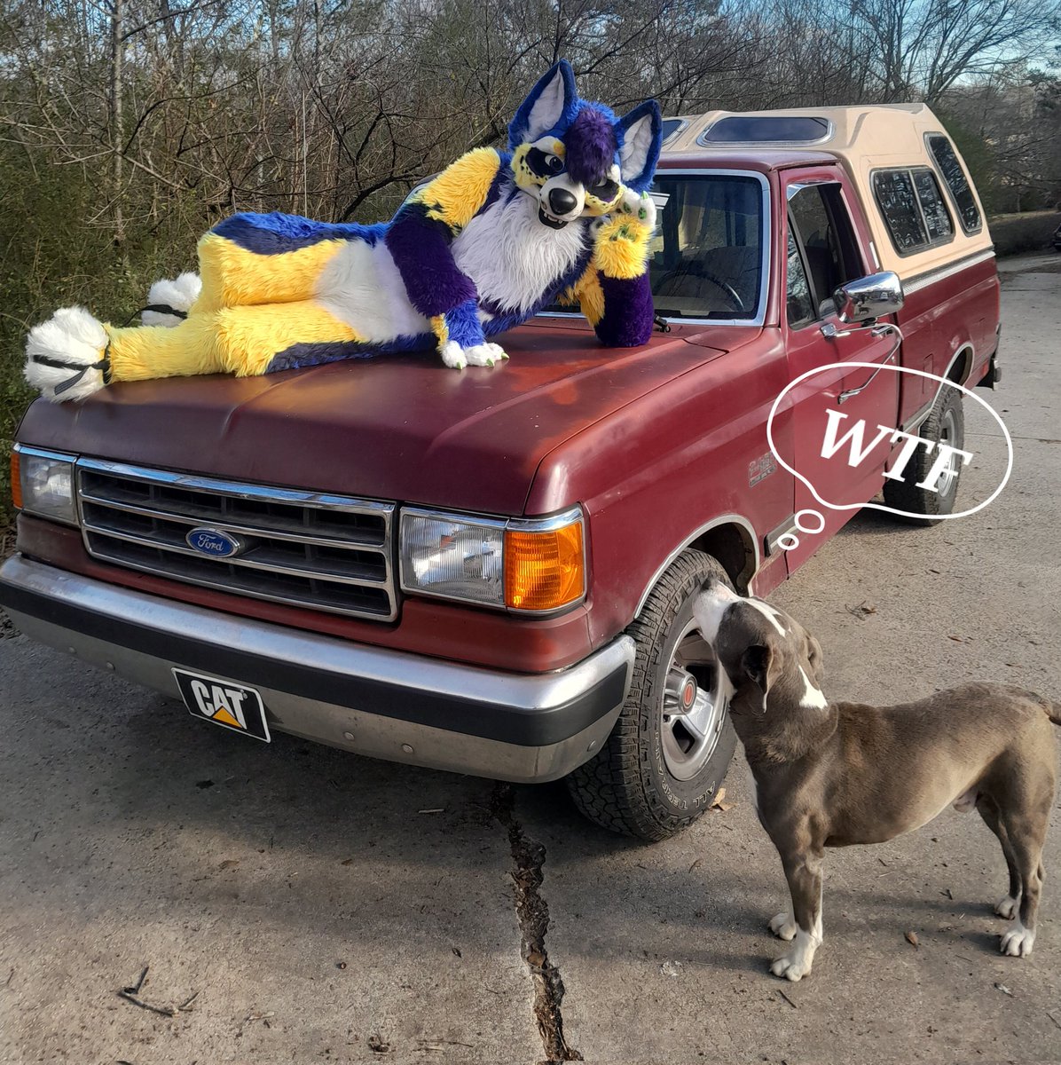 rodkx/Cody the Coyote tweet media