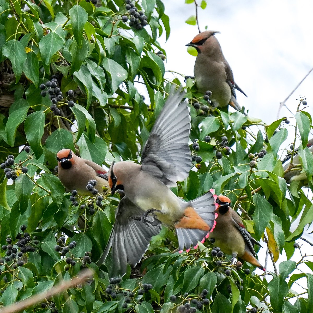torimini tweet media