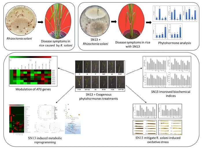 Plant Cell Reports tweet media