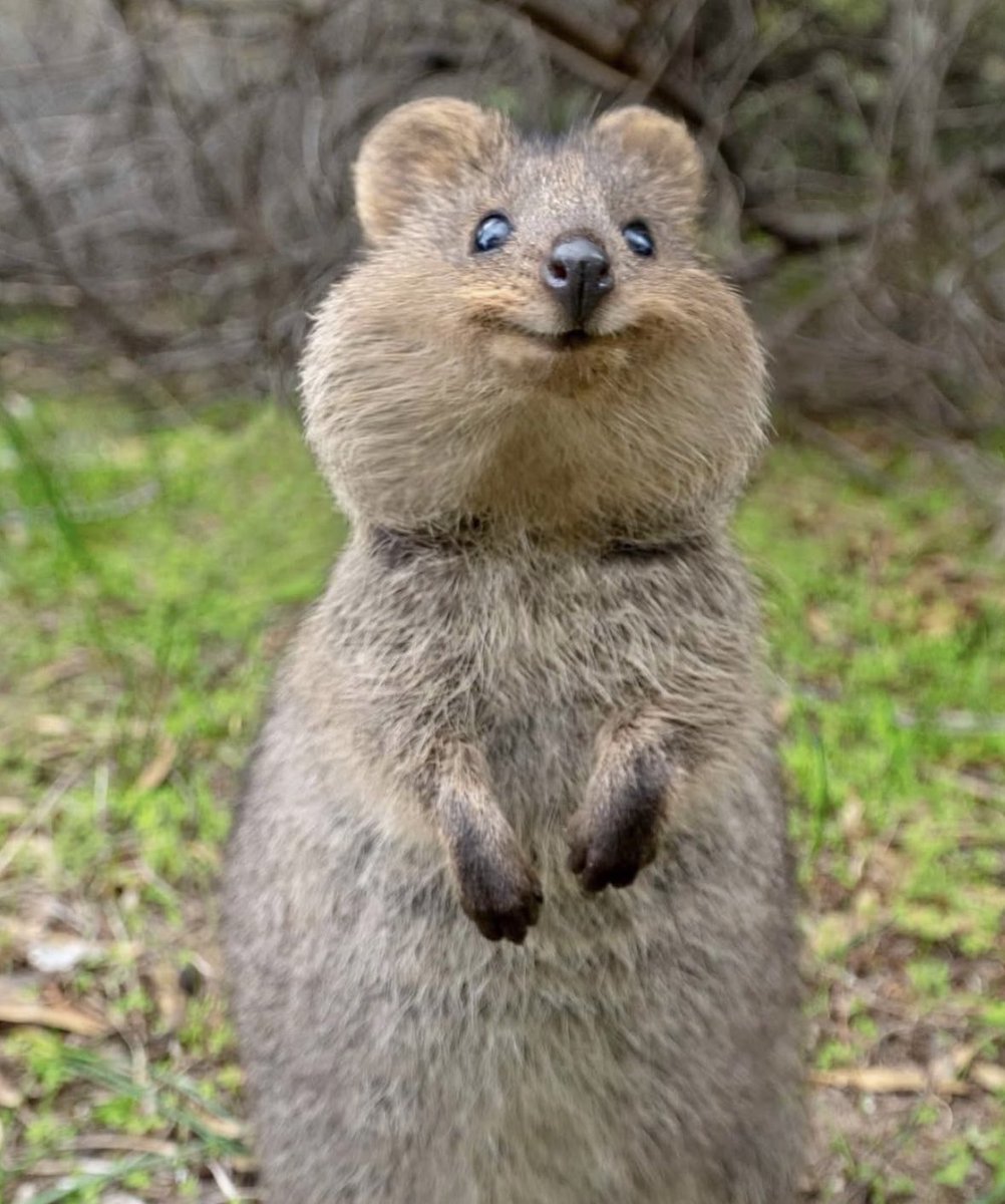 folkative tweet media